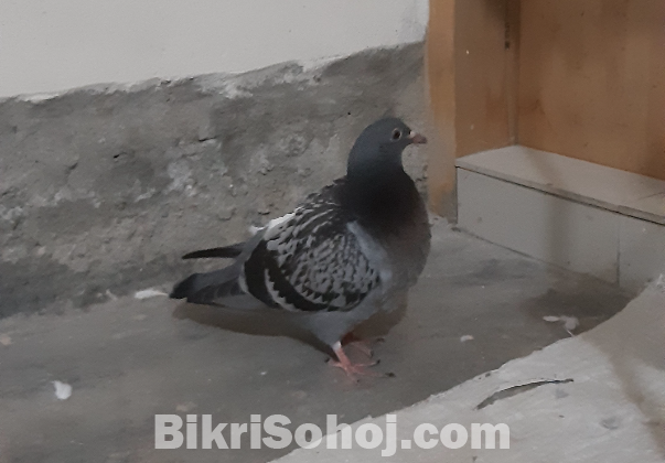 মাক্সি রেসার সিঙ্গেল বাচ্চা বিক্রি করা হবে